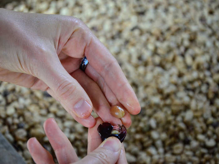 Using the semi-dry processing method, workers separate the coffee bean from the cherry in which it is encased, revealing the sticky, sweet inner coating or mucilage, shown in the photo below. This is why semi-dry processing is also called "honey processing" — because the beans have a sticky, wet consistency like honey.