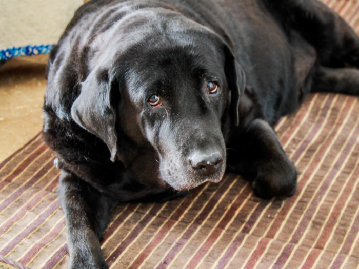 This dog lives in a Mexican home that earns $6,342/month per adult.