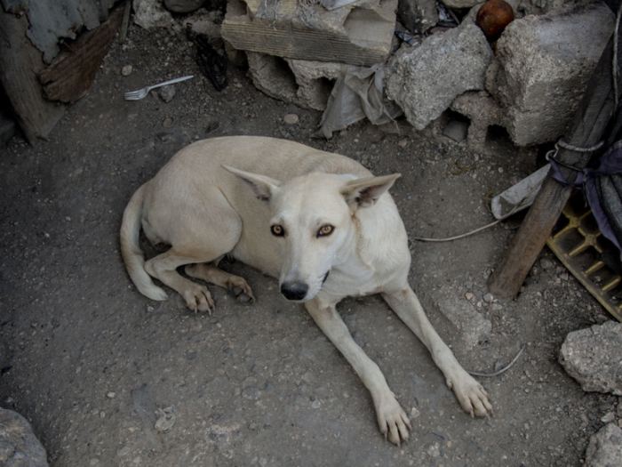 This dog lives in a Haitian home that earns $40/month per adult.