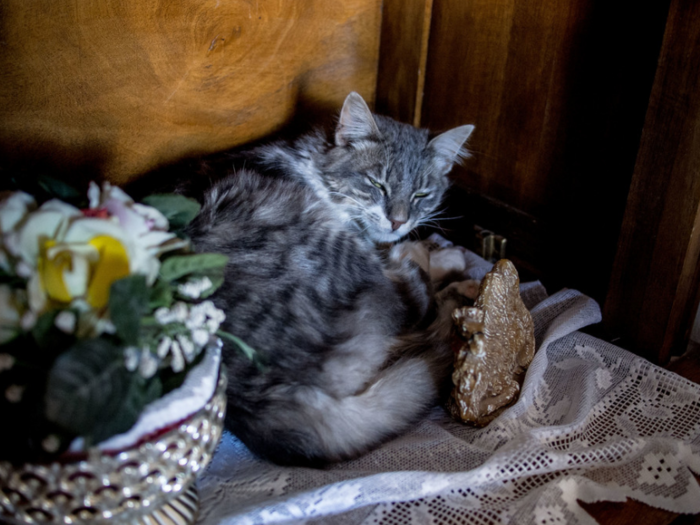 This cat lives in a Tunisian home that earns $218/month per adult.