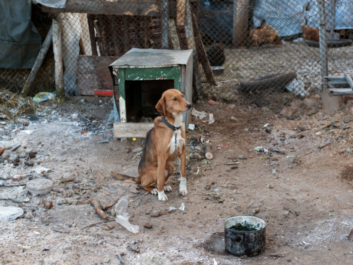 This dog lives in a Bulgarian home that earns $654/month per adult.