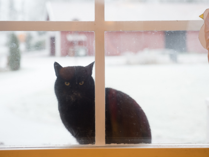 This cat lives in a Swedish home that earns $4,883/month per adult.