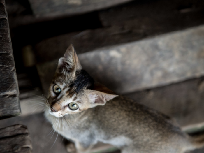 This cat lives in a Myanmar home that earns $45/month per adult.