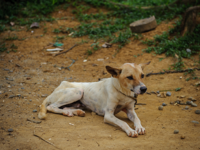 This dog lives in a Philippines home that earns $194/month per adult.