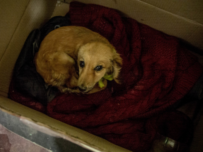 This dog lives in a Bolivian home that earns $180/month per adult.