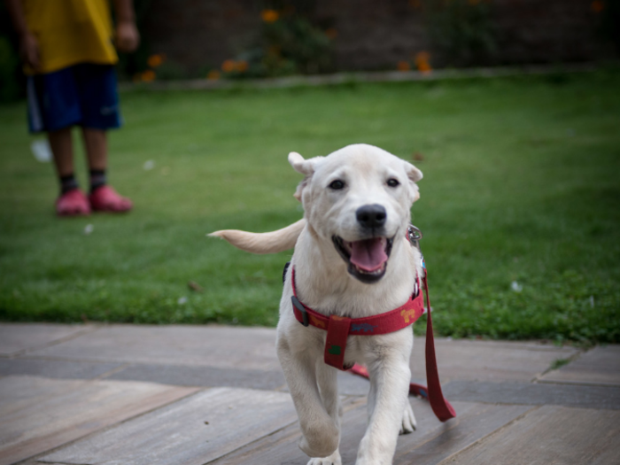 This dog lives in a Nepalese home that earns $3,829/month per adult.