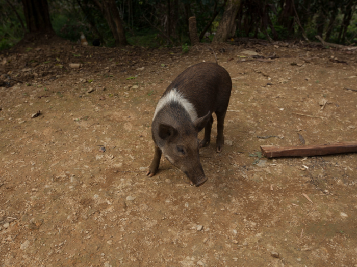 This pig lives in a Papua New Guinean home that earns $50/month per adult.