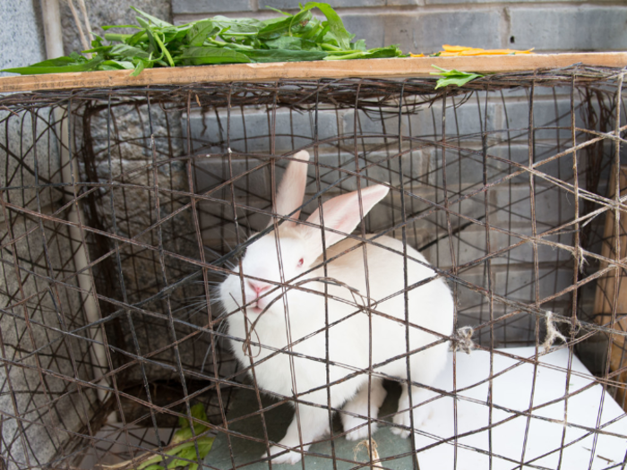 This rabbit lives in a Chinese home that earns $694/month per adult.