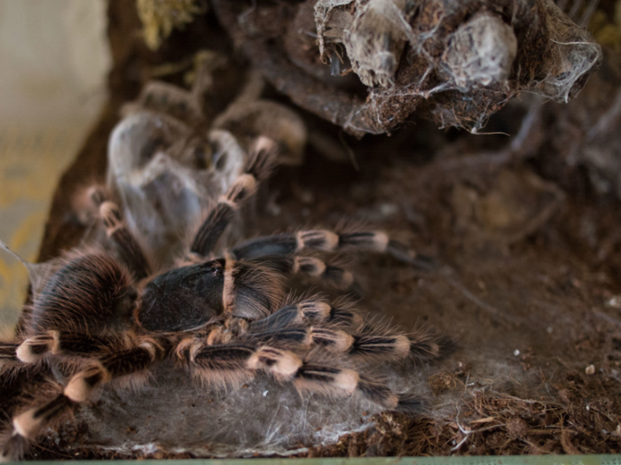 This spider lives in a Ukranian home that earns $3,363/month per adult.