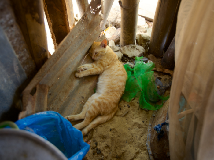 This cat lives in a Liberian home that earns $58/month per adult.