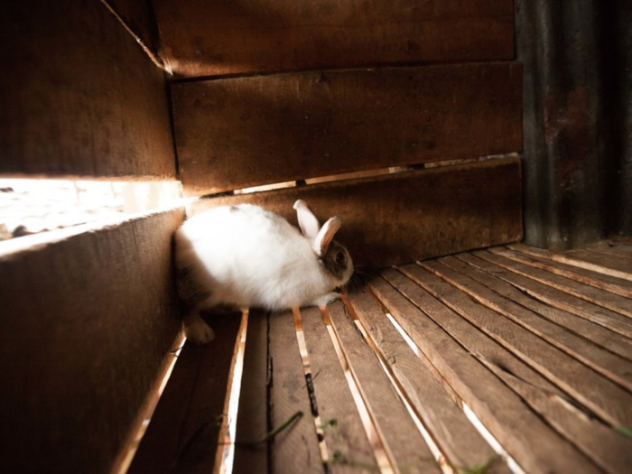 This rabbit lives in a Rwandan home that earns $460/month per adult.