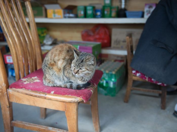 This cat lives in a Chinese home that earns $747/month per adult.