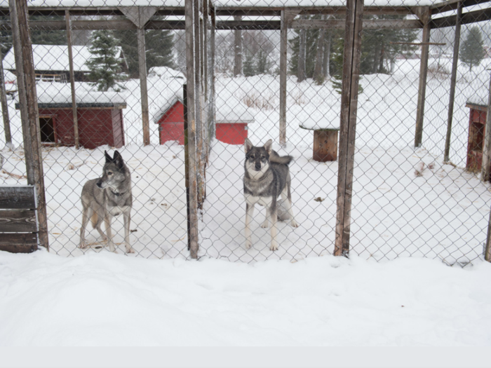 These dogs lives in a Swedish home that earns $2,223/month per adult.