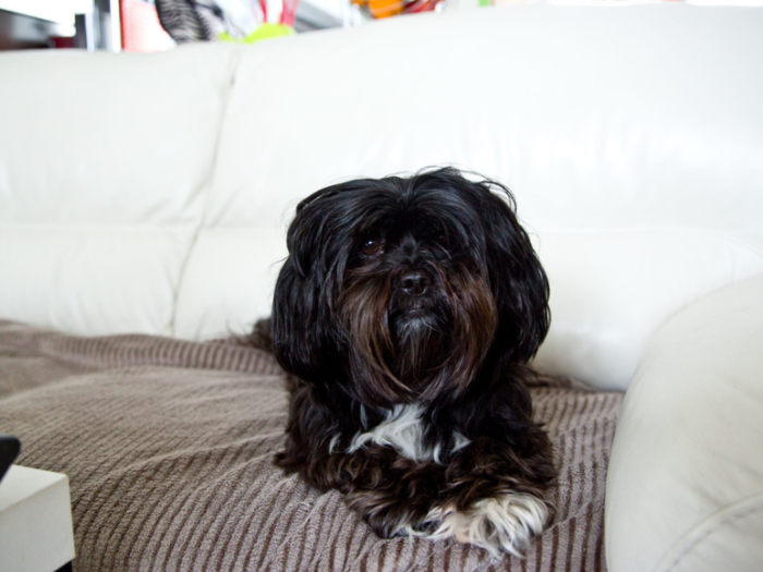 This dog lives in a French home that earns $2,194/month per adult.