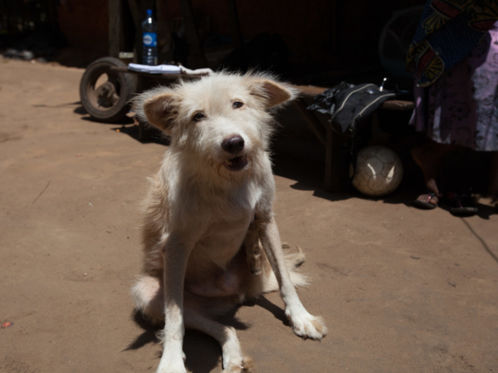 This dog lives in a Nigerian home that earns $72/month per adult.