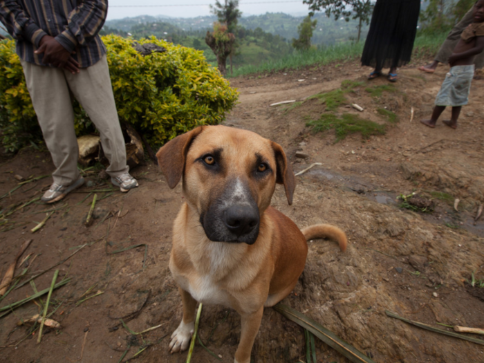 This dog lives in a Rwandan home that earns $251/month per adult.