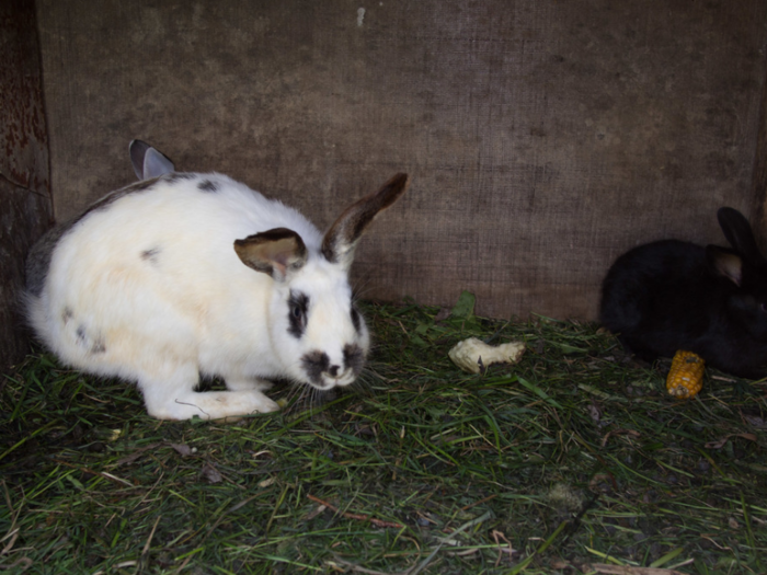 These rabbits lives in a Ukrainian home that earns $476/month per adult.