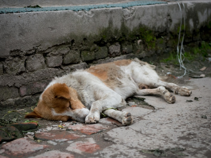 This dog lives in a Nepalese home that earns $146/month per adult.