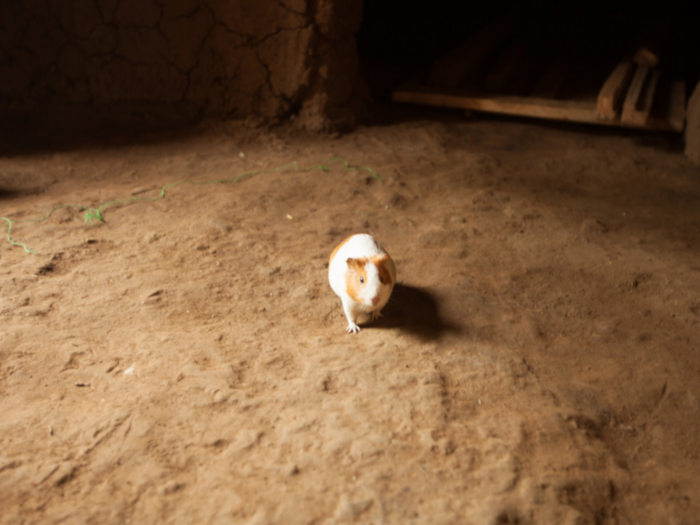 This guinea pig lives in a Rwandan home that earns $72/month per adult.