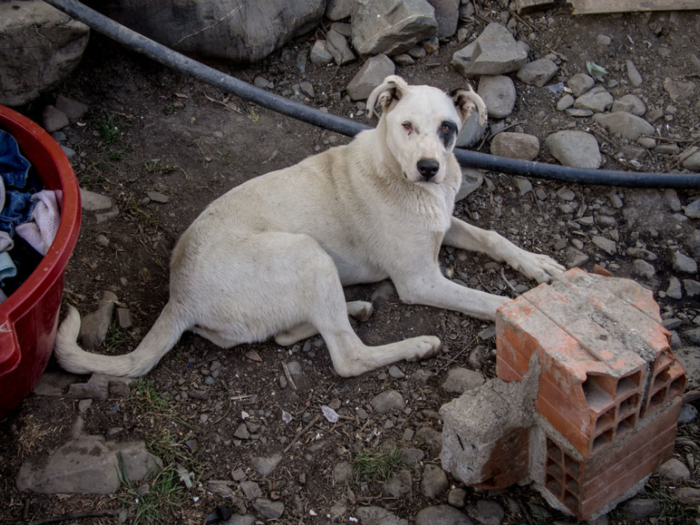 This dog lives in a Bolivian home that earns $254/month per adult.