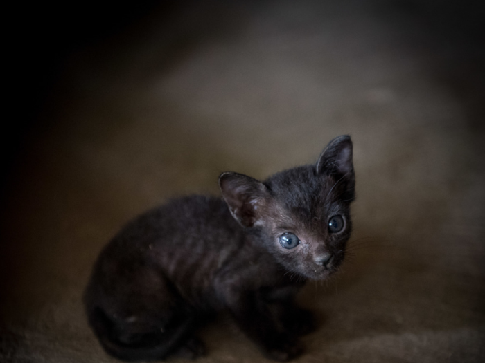 This cat lives in a Bangladeshi home that earns $85/month per adult.