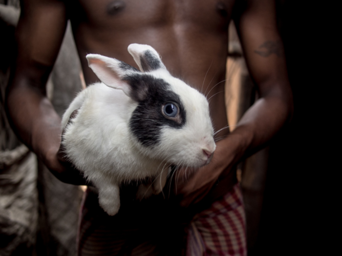 This rabbit lives in an Indian home that earns $135/month per adult.