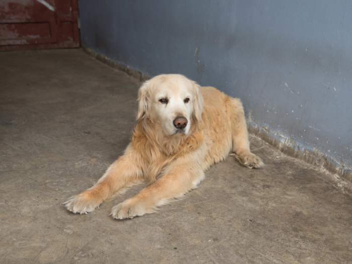 This dog lives in a Chinese home that earns $1,546/month per adult.