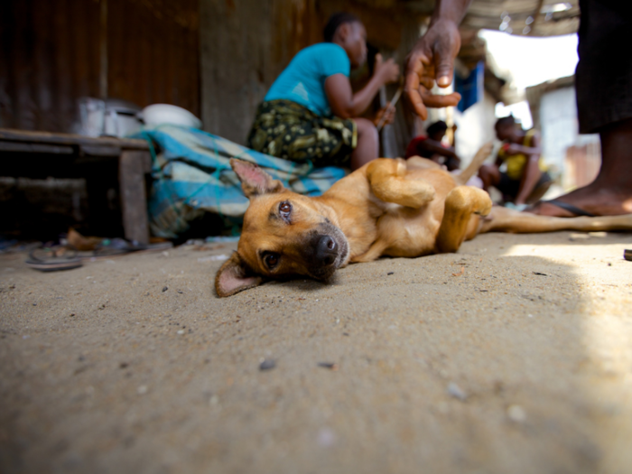 This dog lives in a Liberian home that earns $87/month per adult.