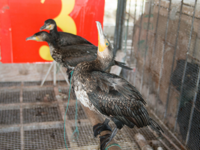 These birds lives in a Chinese home that earns $730/month per adult.