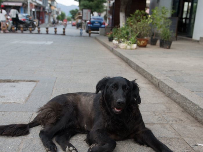 This dog lives in a Chinese home that earns $1,262/month per adult.