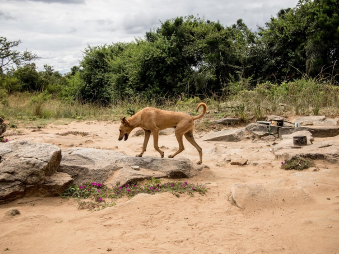 This dog lives in a Zimbabwean home that earns $34/month per adult.