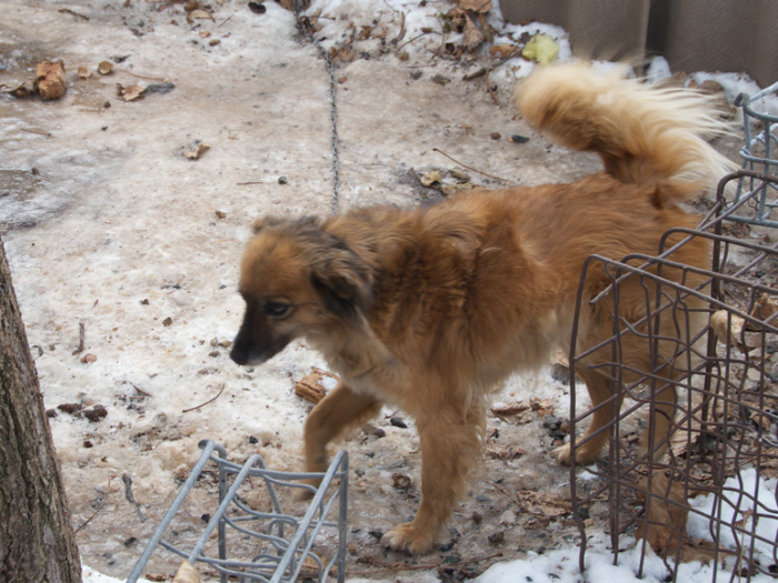 This dog lives in a Kyrgyz home that earns $827/month per adult.