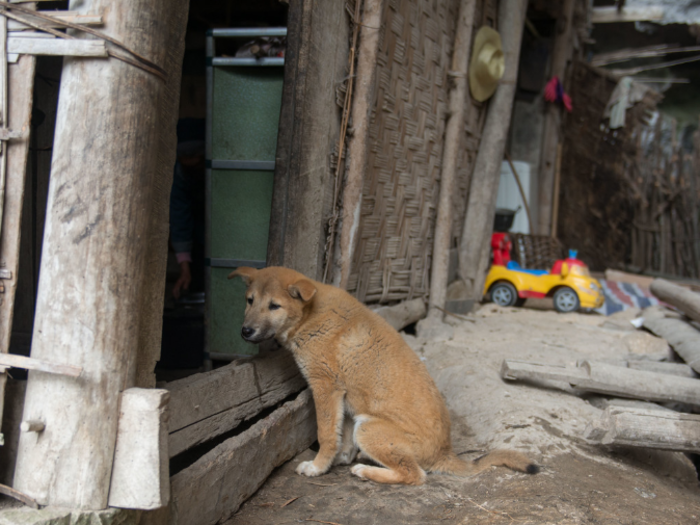 This dog lives in a Chinese home that earns $132/month per adult.