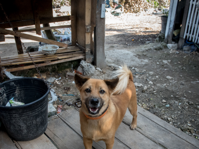 This dog lives in an Indonesian home that earns $316/month per adult.