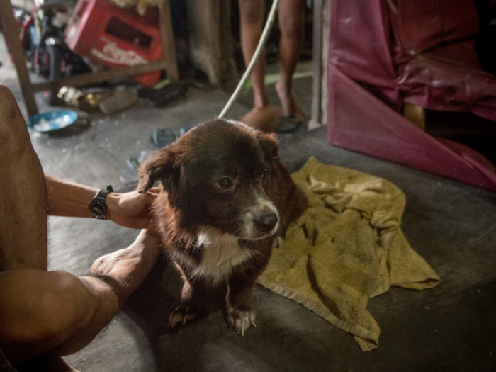 This dog lives in an Indonesian home that earns $308/month per adult.