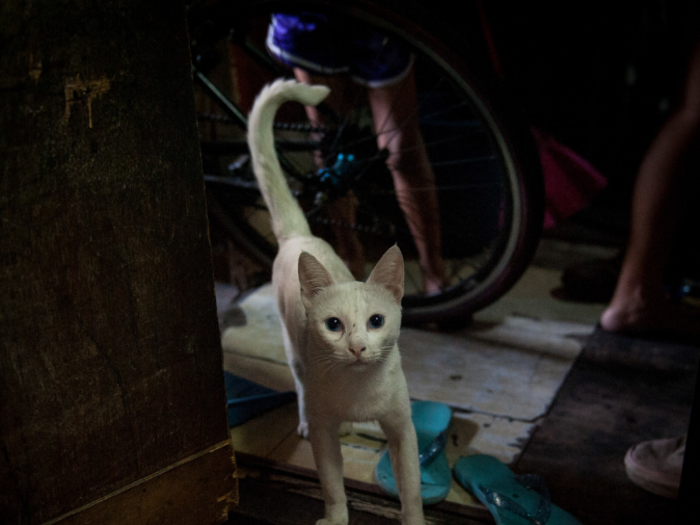 This cat lives in a Filipino home that earns $238/month per adult.