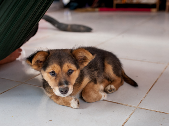 This dog lives in a Cambodian home that earns $307/month per adult.