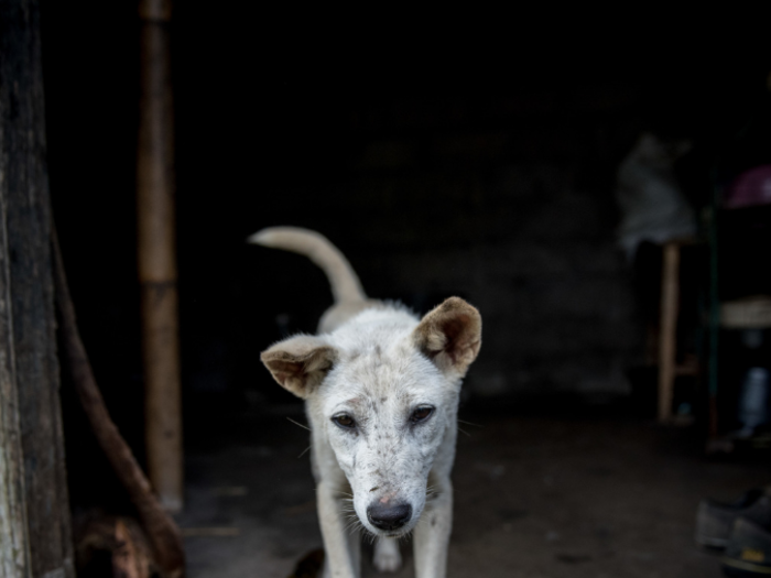 This dog lives in an Indonesian home that earns $578/month per adult.