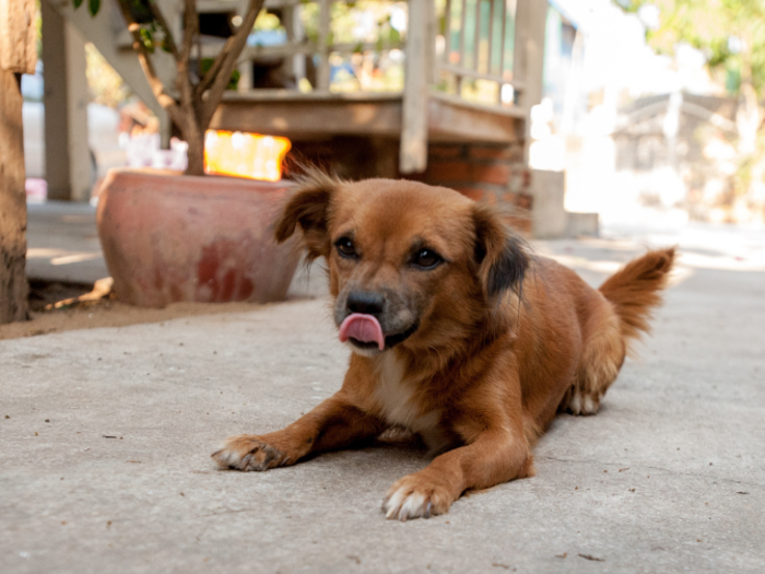 This dog lives in a Cambodian home that earns $1,522/month per adult.