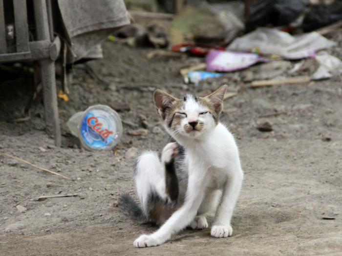 This cat lives in an Indonesian home that earns $115/month per adult.