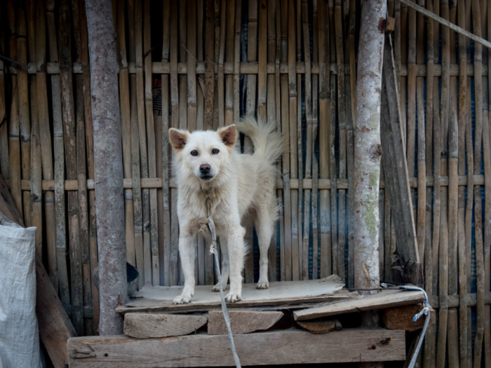 This dog lives in an Indonesian home that earns $131/month per adult.