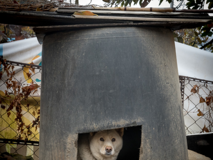 This dog lives in a South Korean home that earns $1,032/month per adult.