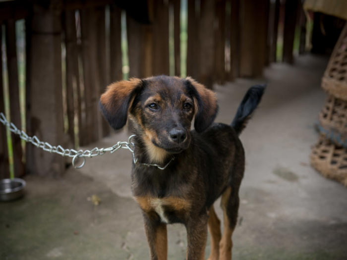 This dog lives in a Nepalese home that earns $121/month per adult.