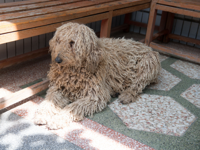 This dog lives in a Chinese home that earns $781/month per adult.