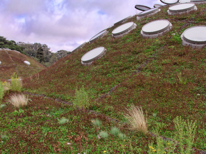 21. CALIFORNIA ACADEMY OF SCIENCES