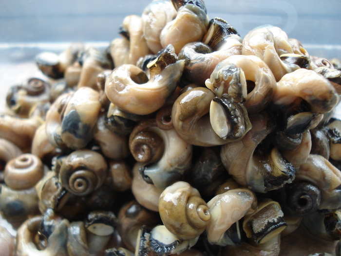 Periwinkles, small edible sea snails, aren