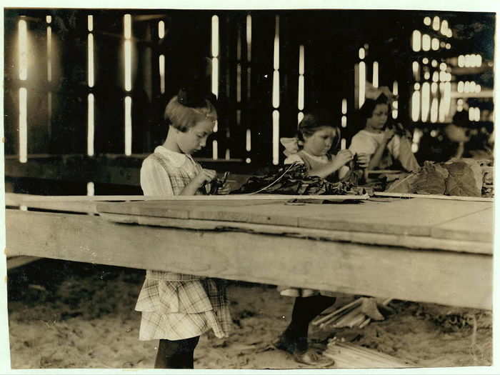 The interior of a tobacco shed, Hawthorn Farm. Girls in foreground are 8, 9, and 10 years old. The 10-year-old makes $0.50 a day. Twelve workers on this farm were 8 to 14 years old, and about 15 are over 15 years. Location: Hazardville, Connecticut, August 1917.