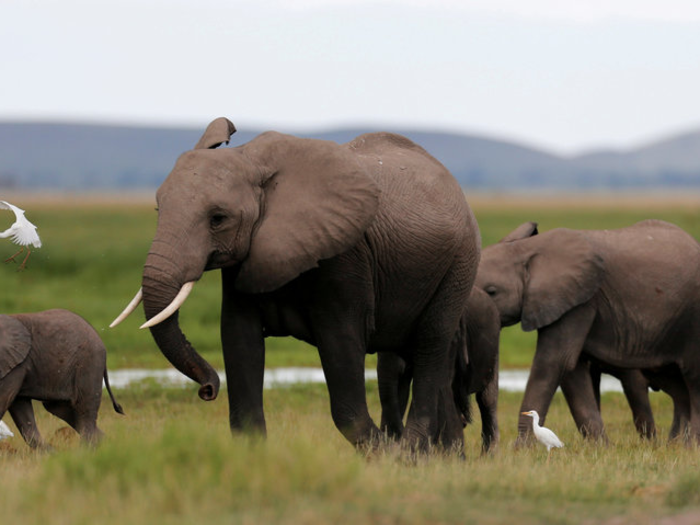 12. Elephants - 500 deaths a year