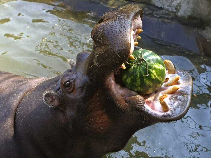 11. Hippopotamuses - 500 deaths a year