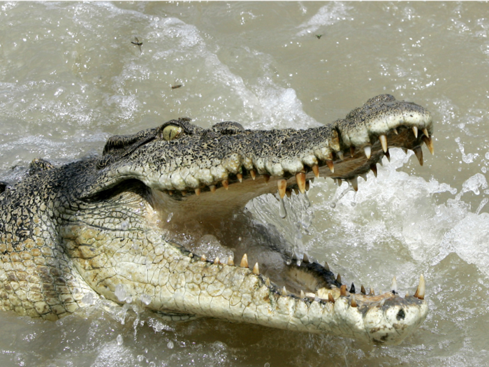 10. Crocodiles - 1,000 deaths a year